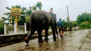 Elephant riding