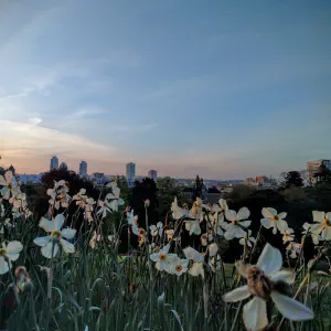 Parc des buttes chaumont flowers