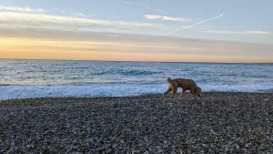 Promenade du matin avec un chien