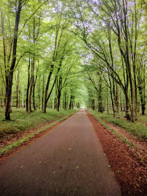 Road cycling in the forest